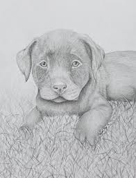 Chocolate Lab Puppy Tamara Mejia Drawings Illustration Animals Birds Fish Dogs Puppies Labrador Retriever Chocolate Lab Artpal