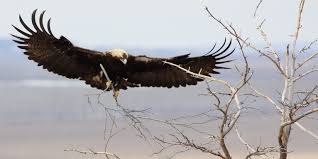 Maybe you would like to learn more about one of these? Nabu Nature And Biodiversity Conservation Union Home
