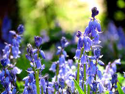 Conventional floras require knowledge of technical terms of systematic botany, the dichotomous keys of most printed floras apply mostly only for flowering or fruiting plants; British Flora Green Free Photo On Pixabay