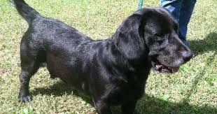 Black And White Hound Dog Mix Gallery For Black Lab Basset Hound Mix Basset Hound Mix Basset Hound Basset