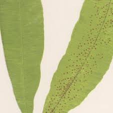 Image result for Oleandra