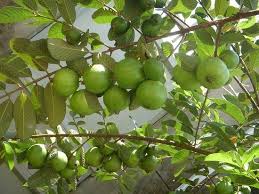 Water established trees and shrubs with overhead sprinklers. 25 Best Drought Tolerant Fruit Trees That Grow In Lack Of Water Guava Plant Fruit Trees Guava Tree
