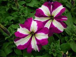 Petunias Easy To Grow Petunia Flower Ornamental Plants Petunias