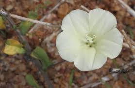 Image result for Xenostegia tridentata