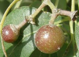 Image result for Rhoicissus revoilii