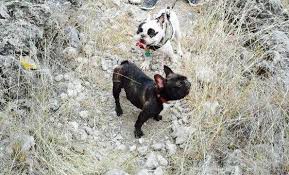 We are active and knowledgeable breeder of french bulldog puppies. Texas French Bulldogs Home Facebook