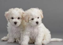 Breeders.net breeder code of ethics | disclaimer. Learn About The Bichon Frise Dog Breed From A Trusted Veterinarian