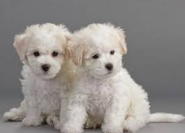Find toys, electronics, clothing, & more. Bichon Frise