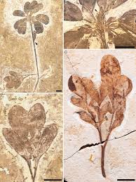 Image result for Huaceae