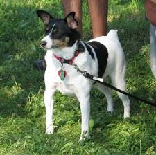 American Toy Terrier