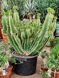 Image result for Euphorbia fortissima