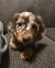 Cream Long Haired Mini Dachshund