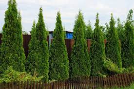 These pyramidal hedges have soft, bright green foliage, require little maintenance and are inexpensive. How To Plant A Privacy Hedge Arbor Day Blog