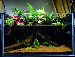 Pin On Aquariums