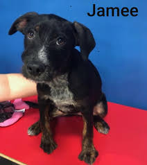 Treat yourself to huge savings with pets plus natural coupons: These Sweet Babies Are At Our Delran Pets Plus Natural Facebook