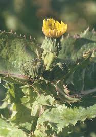 Image result for Sonchus dregeanus