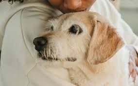 Image result for invalid dog wheelset