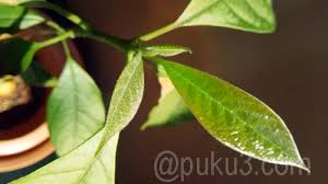 アボカドの実生で水耕栽培から鉢植えにしたら葉焼けしちゃって 食べたら植えろ プクタロウの記録帳 Puku3 Com