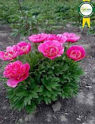 Types of flowers like peonies. Paeonia Anemoniflora Beautiful Pink Flowers Types Of Flowers Peonies