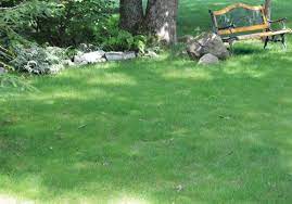 No Mow Lawn Seed Mix Prairie Nursery Low Maintenance Grass Seeding Lawn Lawn Alternatives Preppers Garden