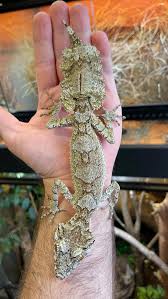 Image result for Urochloa leersioides