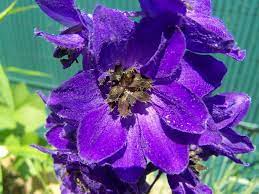 Pied D Alouette Delphinium Pacific Giant Black Knight Delphinium Garden Inspiration Blackest Knight