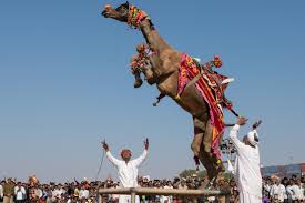 Camel races, camel dances, and the bumpy, neck shaking camel rides. Bikaner Camel Festival Fotojoys