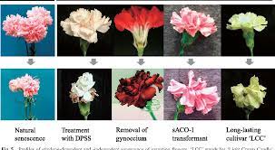 Ethylene Production And Petal Wilting During Senescence Of Cut Carnation Dianthus Caryophyllus Flowers And Prolonging Their Vase Life By Genetic Transformation Semantic Scholar