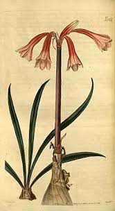 Image result for Cyrtanthus rhodesianus