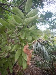 Image result for Crudia