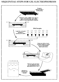 Dna Electrophoresis Flow Chart