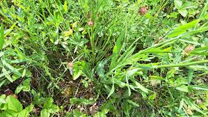 Image result for Pseudopodospermum hispanicum