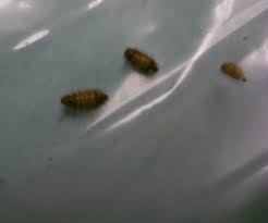 identifying household bugs thriftyfun