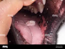 Image result for papillomavirus tongue)