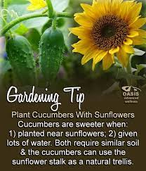 Don T Know About The First Claim But Worth A Try Plants Growing Cucumbers Veg Garden