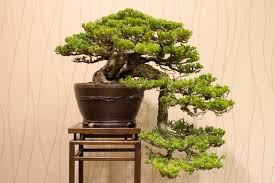 Bonsai Gaya Air Terjun Dan Gambarnya Jenis Net