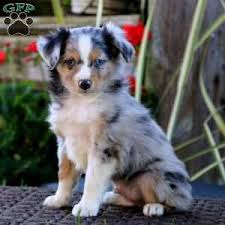 Find dogs and puppies for sale, near you and across australia. English Shepherd Puppies For Sale Greenfield Puppies