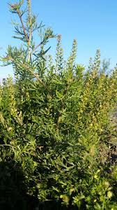 Image result for Lepidium bonariense