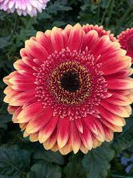 Pin By Mona Moni On Gerbere Beautiful Flowers Pretty Flowers Gerbera Daisy