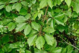 Image result for Parthenocissus