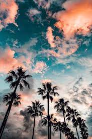 Aesthetic Palm Tree Wallpaper Beautiful Summer Wallpaper Summer Wallpaper Sunset Wallpaper