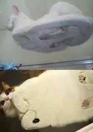 Just In Case You Were Wondering What A Cat Looks Like When It Sits On A Glass Table You Re Welcome Cats Funny Animals Funny Cats