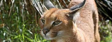 Why Do Caracals Hiss? Decoding The Meaning And Triggers Of Their Hissing