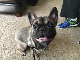 When is a french bulldog puppy ready for its new home: Teaching A High Energy French Bulldog Puppy To Calm Down And Listen Dog Gone Problems
