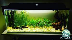 Aquarium Fisch Haustiere Pflanzentank Susswasser Tierkubel Aquarium Fisch Haustiere Pflanzentank Susswasser Tierkubel Resim
