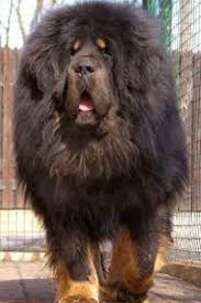 dangerous breeds of dogs in the world video big dog breeds dog breeds huge dogs
