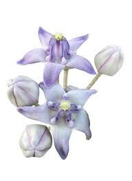 Image result for Calotropis gigantea