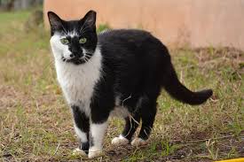 Missing, lost & found pet ads on gumtree. Lost Found Tnr Texas