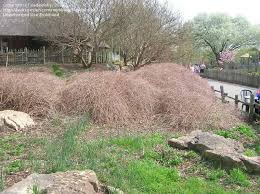 Image result for Cyphia lasiandra