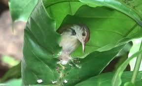 દરજીડો = tailor bird સૌથી સુંદર માળામાં પ્રથમ નંબર સુગરીનો છે ત્યારબાદ દરજીડા નો આવે છે. આ પક્ષી બાજુ બાજુના પાન સીવીને માળો બનાવતો હોવાથી તેને ...